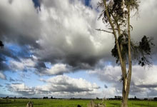 im电竞下载-防守扎实攻击犀利，球队晋级亚冠四强之路